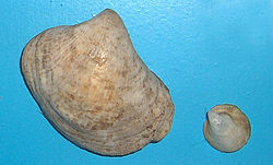  Deux coquilles de Capulus ungaricussans periostracum