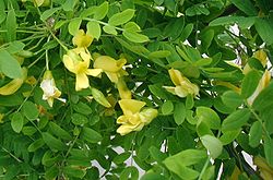  Feuilles et fleurs de Caragana arborescens