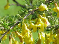  Caragana pygmaea, feuillage et fleurs