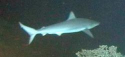  Carcharhinus altimus