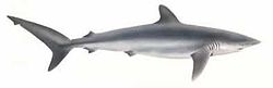  Carcharhinus falciformis
