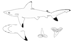  Carcharhinus hemiodon