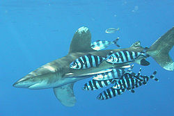  Plusieurs Naucrates ductorsuivant un Carcharhinus longimanus