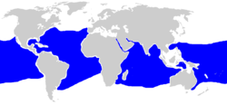 Carcharhinus longimanus distmap.png