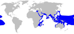 Carcharhinus melanopterus distmap.png