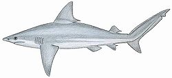  Carcharhinus plumbeus