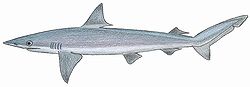   Carcharhinus porosus