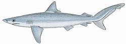  Carcharhinus signatus