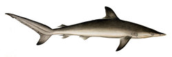  Carcharhinus sorrah
