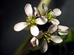  Inflorescence
