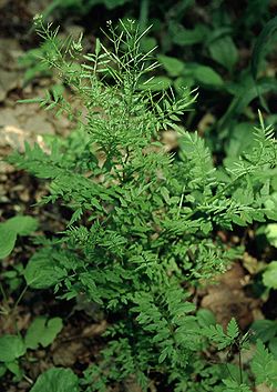  Cardamine impatiens