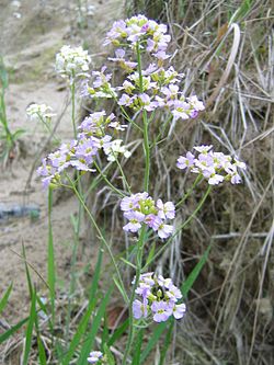  Arabidopsis arenosa