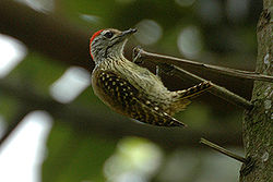  Pic cardinal (Dendropicos fuscescens)