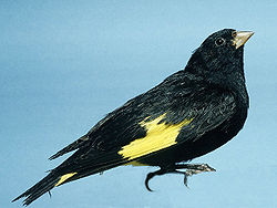  Carduelis atrata