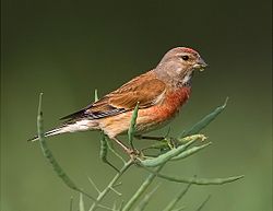   Carduelis cannabina mâle