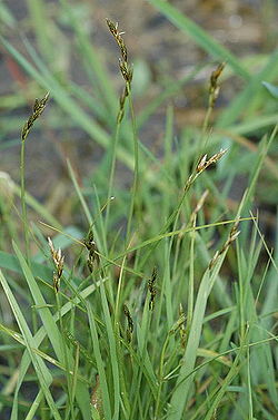  Carex ovalis