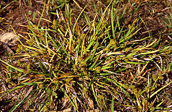 Carex viridula