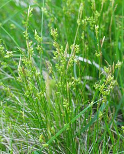  Carex alba