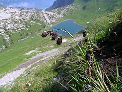  Carex atrofusca