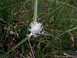  Carex baldensis : inflorescence femelle
