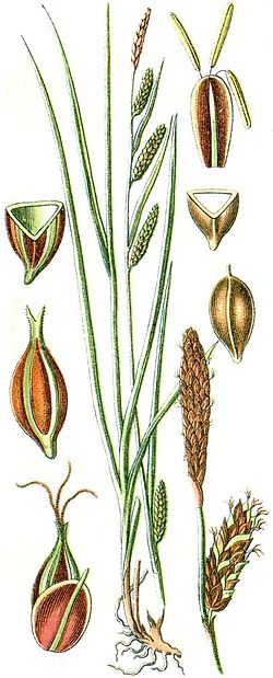  Carex binervis