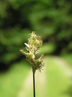 Épi de Carex brizoides