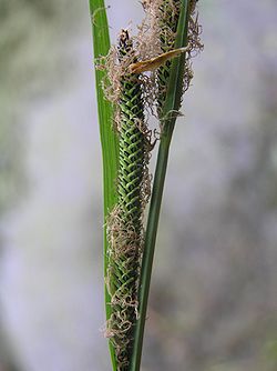  Carex buekii