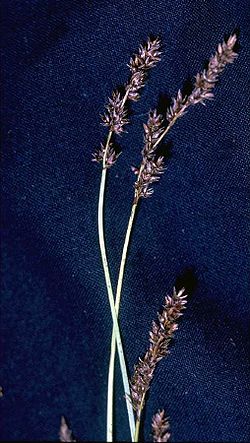  Carex diandra
