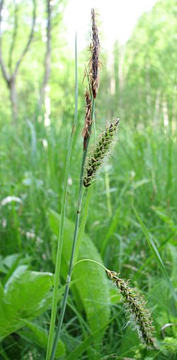  Carex flacca