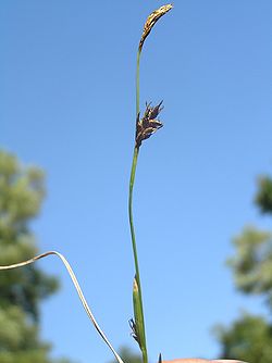  Carex michelii