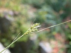  Carex mitrata var. aristata nogenukasuge