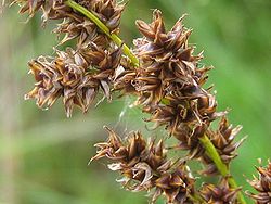  Carex paniculata
