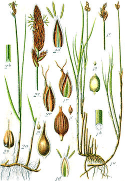  Organes de Carex chordorrhiza(numérotés en 1, seulement)