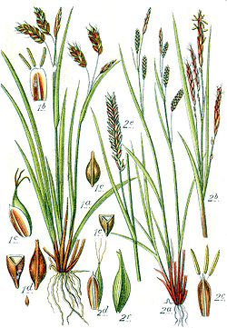  Carex capillaris, à gauche