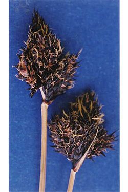  Épis de Carex albonigra