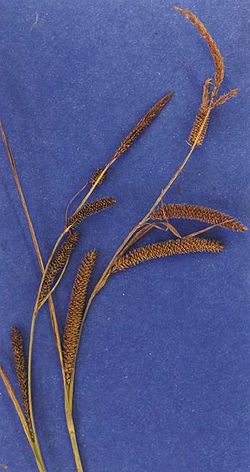  Carex angustata