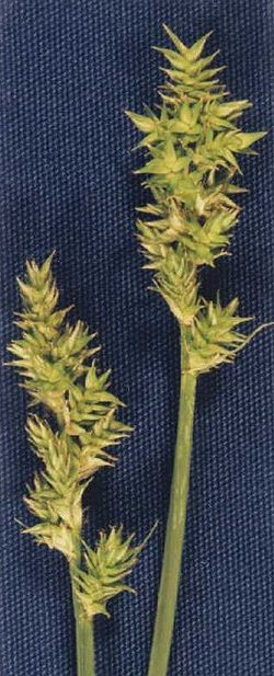  Carex arcta