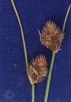  Carex athrostachya