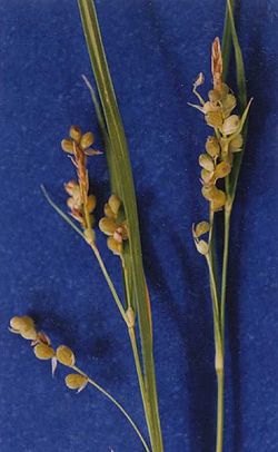  Carex aurea