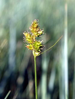  Carex brevior