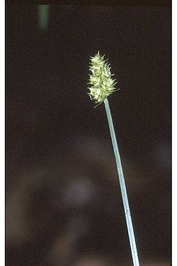  Carex cephalophora