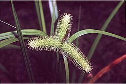  Carex comosa