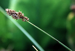  Carex cusickii