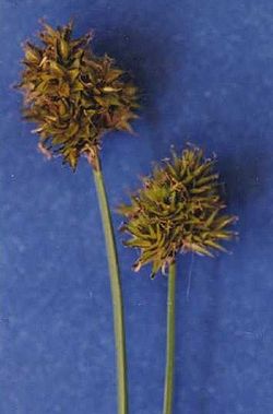  Carex microptera