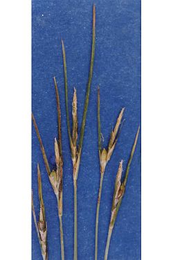  Carex multicaulis
