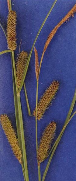  Carex utriculata