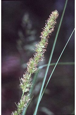  Carex vulpinoidea