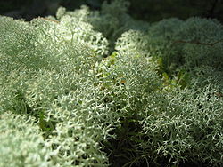  Cladonia rangiferina