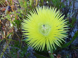  Carpanthea pomeridiana (L.) N.E.Br.(espèce-type du genre Carpanthea N.E.Br.)