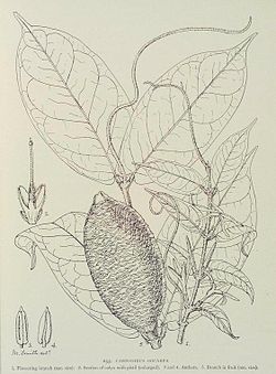  Carpodinus  oocarpa